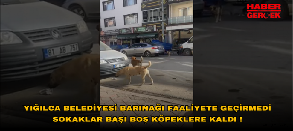 YIĞILCA BELEDİYESİ BARINAĞI FAALİYETE GEÇİRMEDİ SOKAKLAR BAŞI BOŞ KÖPEKLERE KALDI !