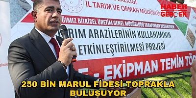 250 BİN MARUL FİDESİ TOPRAKLA BULUŞUYOR