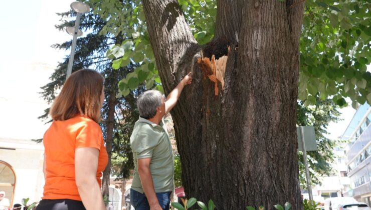 DÜZCE BELEDİYESİ, CEDİDİYE CAMİİ ÖNÜNDEKİ TEHLİKELİ AĞACI KESTİ