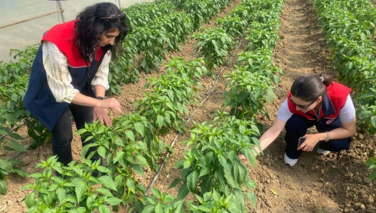 DÜZCE’DE SEBZE ÜRETİMİNE DESTEK SÜRÜYOR