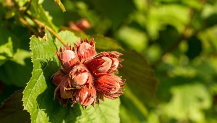FINDIK FİYATLARINDA DÜŞÜŞ ÜRETİCİYİ TEDİRGİN EDİYOR