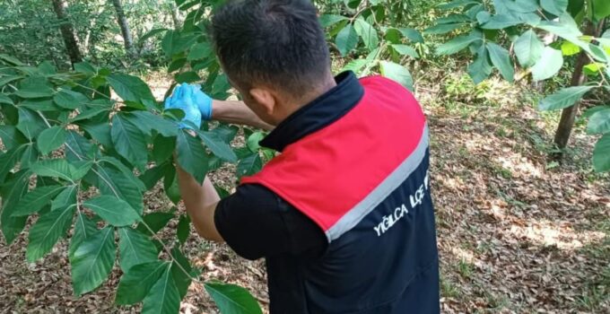 KAHVERENGİ KOKARCAYA KARŞI JAPON SAMURAY ARISI SALINIMI YIĞILCA’DA GERÇEKLEŞTİRİLDİ