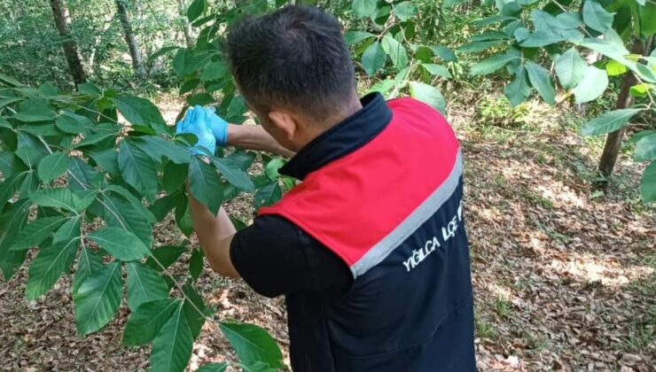 KAHVERENGİ KOKARCAYA KARŞI JAPON SAMURAY ARISI SALINIMI YIĞILCA’DA GERÇEKLEŞTİRİLDİ