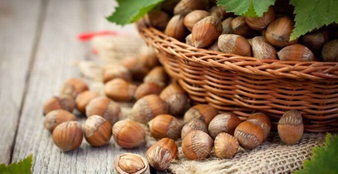 Düzce’de Fındık Fiyatları Yükselişini Sürdürüyor