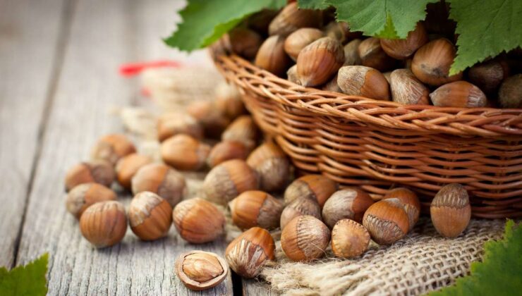 Düzce’de Fındık Fiyatları Yükselişini Sürdürüyor