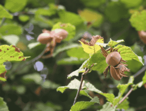 11 Aralık Fındık Fiyatları Düzce’de Güncellendi