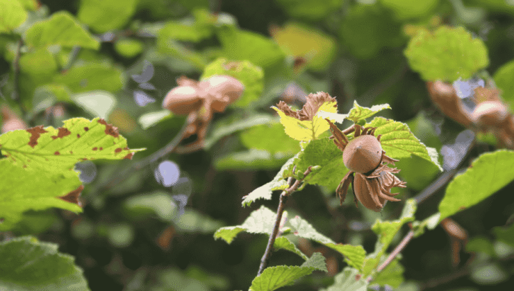 11 Aralık Fındık Fiyatları Düzce’de Güncellendi